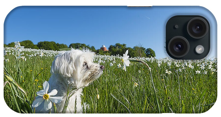 Narcisi iPhone Case featuring the photograph Daffodils White Blossoming With Little White Lilly 1 by Enrico Pelos