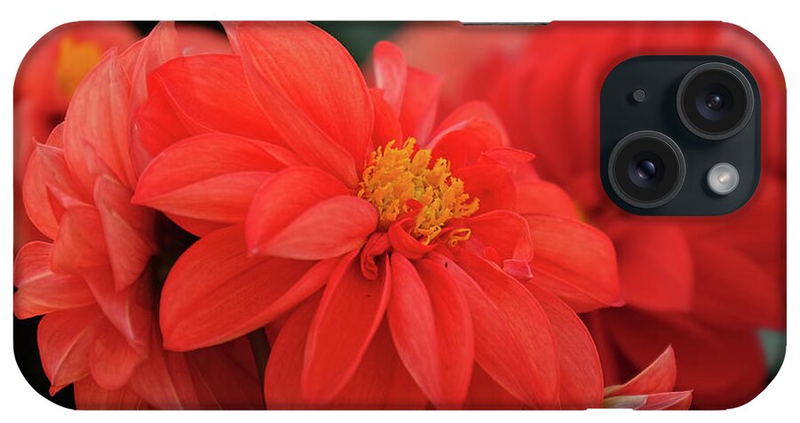 Dahlia iPhone Case featuring the photograph Dahlia bloomer by Ronda Ryan
