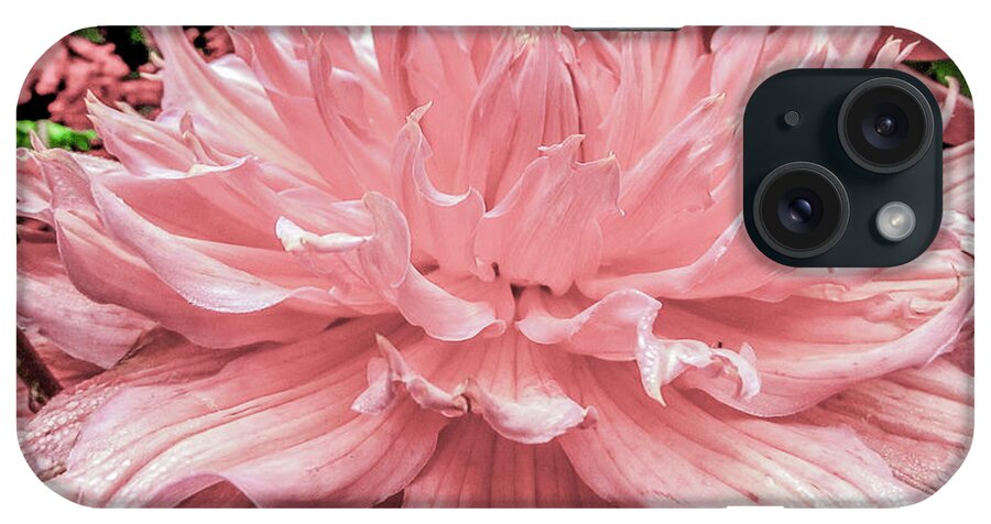 Flower iPhone Case featuring the photograph Dahlia by Cesar Vieira