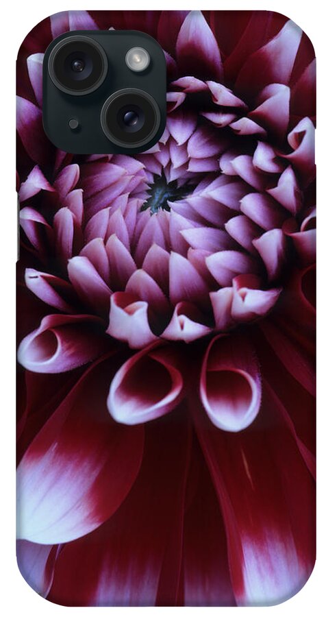 Dahlia Mar0on iPhone Case featuring the photograph Dahlia Deep Maroon and White V1 by Janet DeLapp