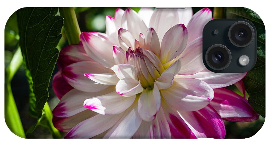 Bellingham iPhone Case featuring the photograph Dahlia Delighted by Judy Wright Lott