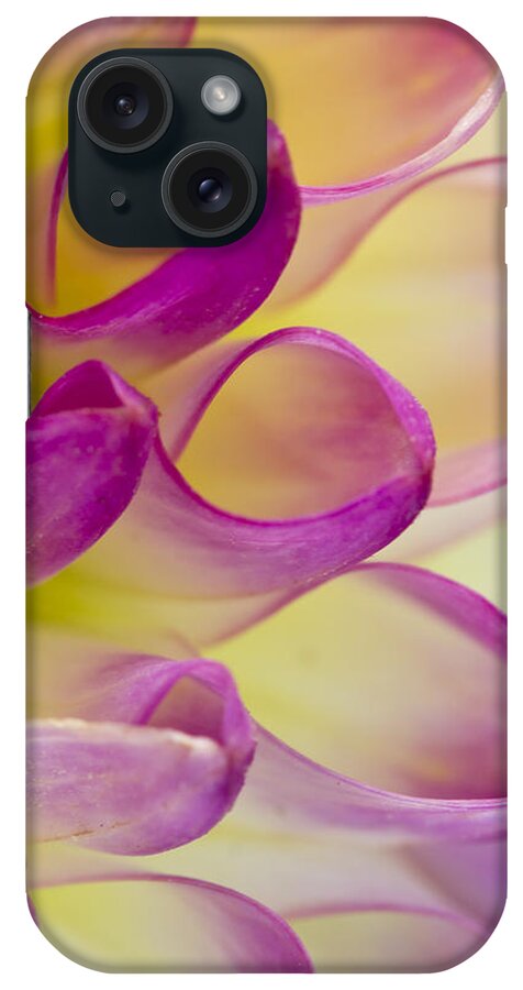 Dahlia iPhone Case featuring the photograph Dahlia Petals 4 by Morgan Wright