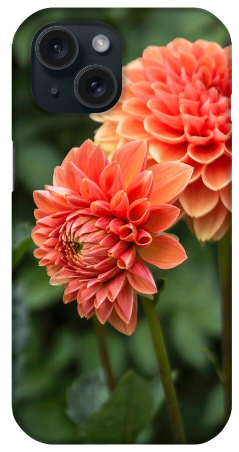 Florals iPhone Case featuring the photograph Dahlia Up Close by Arlene Carmel