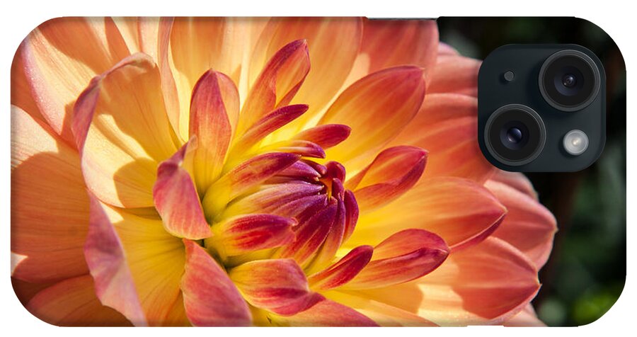 Longwood Gardens iPhone Case featuring the photograph Dahlias by Jennifer Ludlum