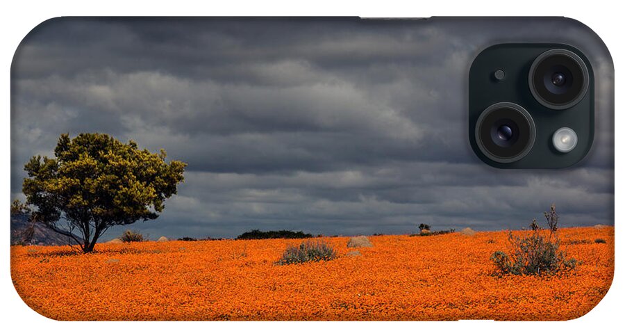 Daisies iPhone Case featuring the photograph Daisies blooming in Namaqualand 1 by Claudio Maioli
