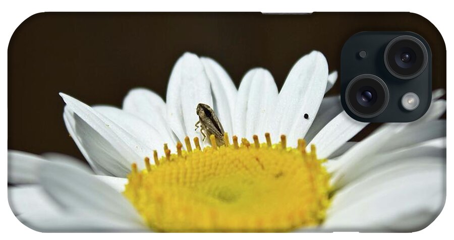 Leafhopper iPhone Case featuring the photograph Daisy and Leafhopper by Ms Judi