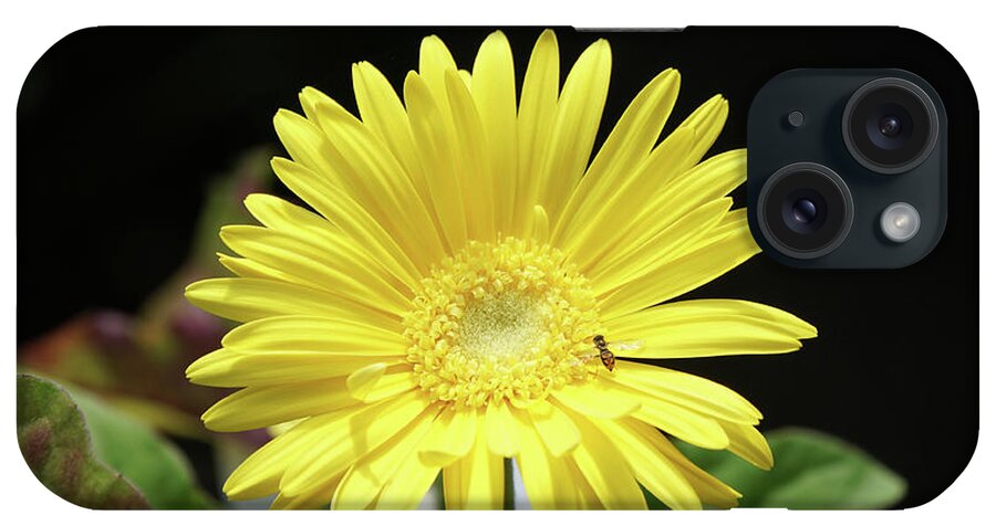 Daisy iPhone 15 Case featuring the photograph Daisy and Pollinator by Robert E Alter Reflections of Infinity