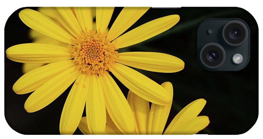 Daisy iPhone Case featuring the photograph Daisy Daisy and a Bud by Cindy Manero