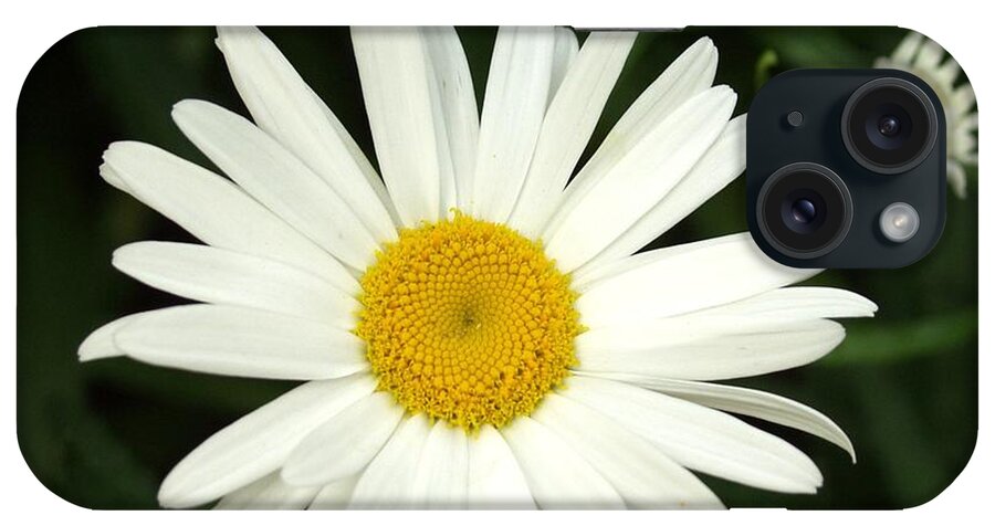 Daisy iPhone Case featuring the photograph Daisy Days by Carol Sweetwood