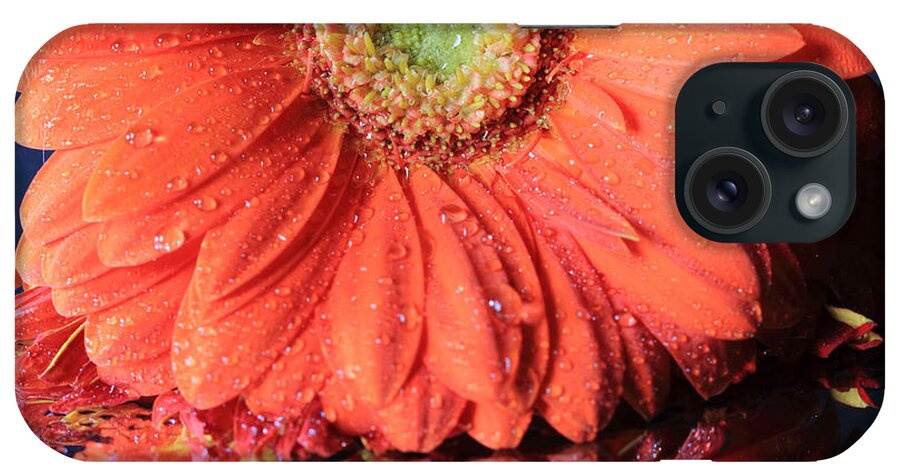Gerbera Daisy iPhone Case featuring the photograph Daisy Petals and Reflections by Angela Murdock