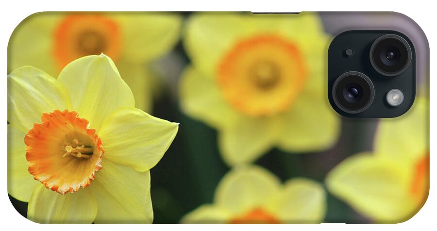 Daffodil iPhone Case featuring the photograph Dallas Daffodils 29 by Pamela Critchlow