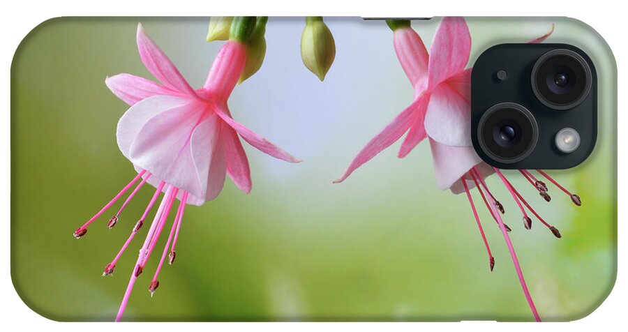 Fuchsias iPhone Case featuring the photograph Dancing Fuchsia by Terence Davis