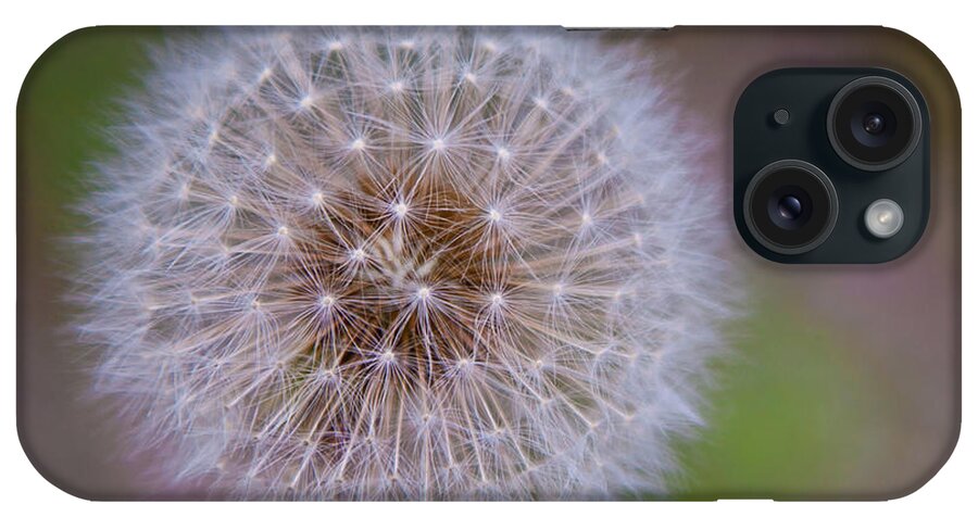 Dandelion iPhone Case featuring the photograph Dandelion by April Reppucci