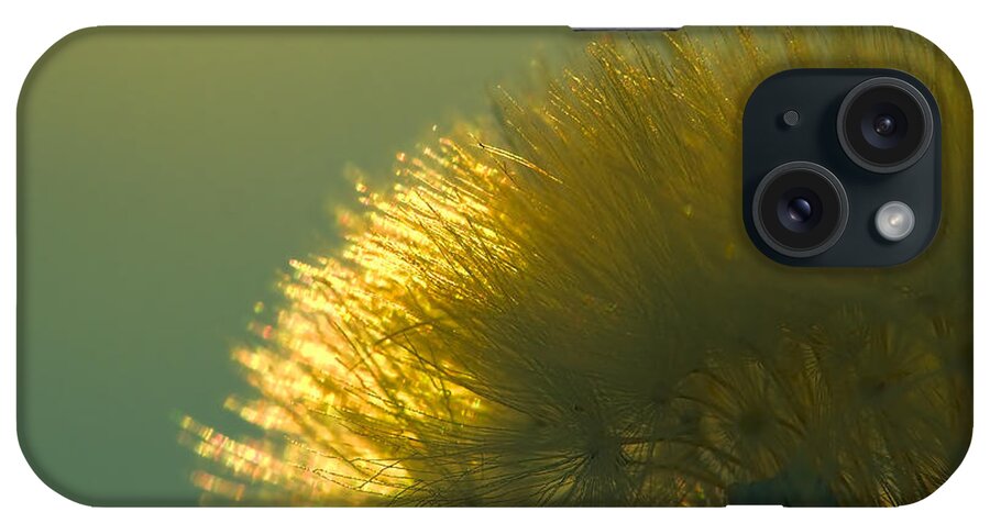 Dandelion iPhone Case featuring the photograph Dandelion in Green by Brad Boland