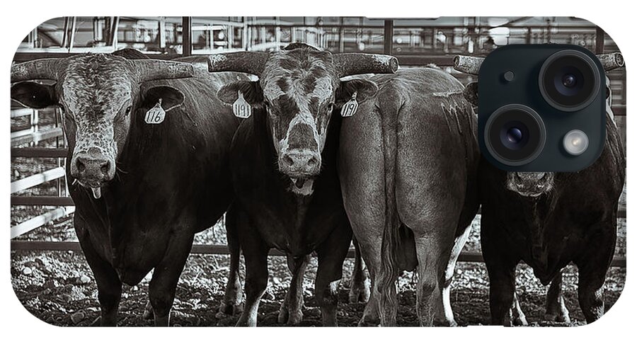 Cattle iPhone Case featuring the photograph Dare to be Different by Pamela Steege