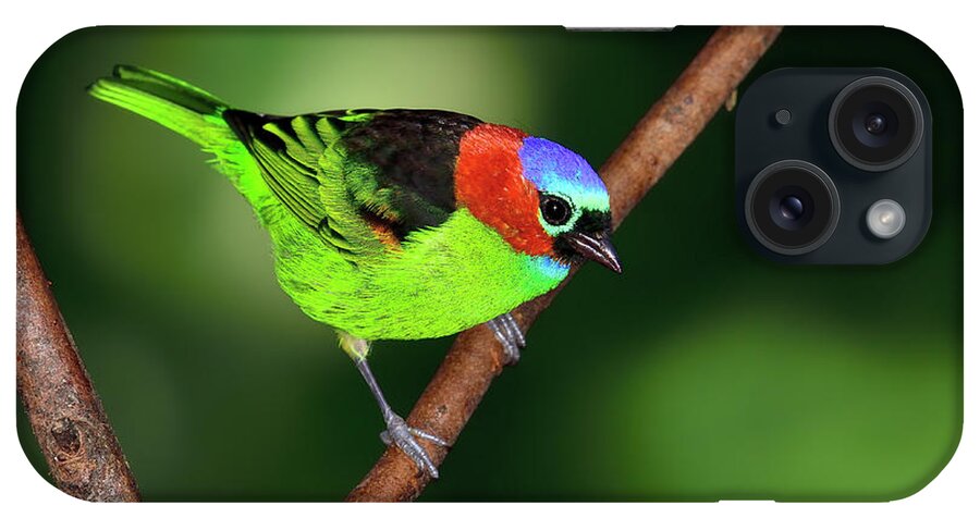 Red-necked Tanager iPhone Case featuring the photograph Dark to Light by Tony Beck
