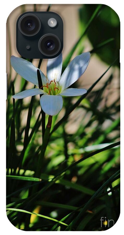 Day Lily iPhone Case featuring the photograph Day Lily or Hemero - Callis by Craig Wood