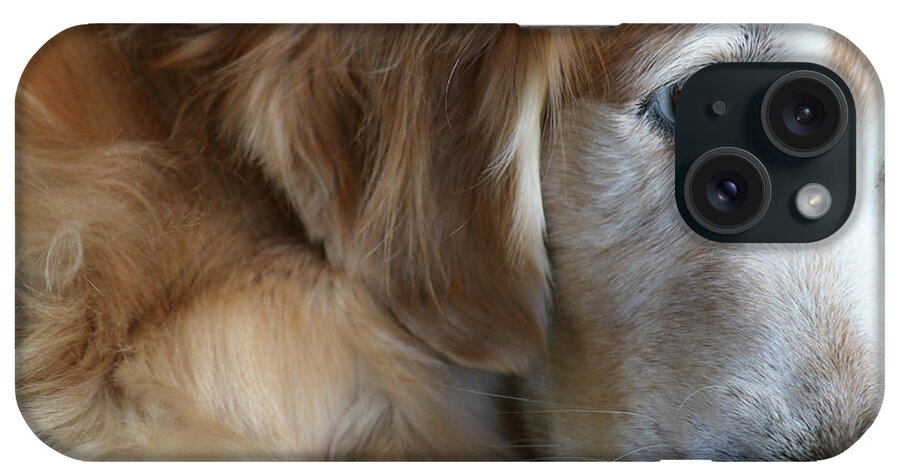 Golden Retriever iPhone Case featuring the photograph Daydream by Veronica Batterson