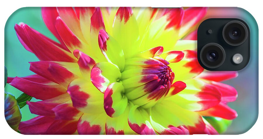  Dahlia iPhone Case featuring the photograph Dazzling Dahlia by Dee Browning