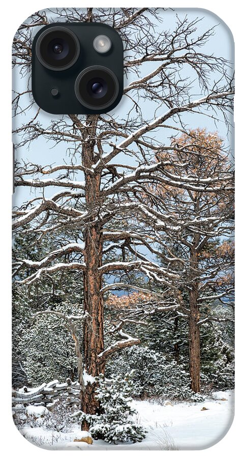 Winter iPhone Case featuring the photograph Dead Ponderosa Pines In Winter by Denise Bush