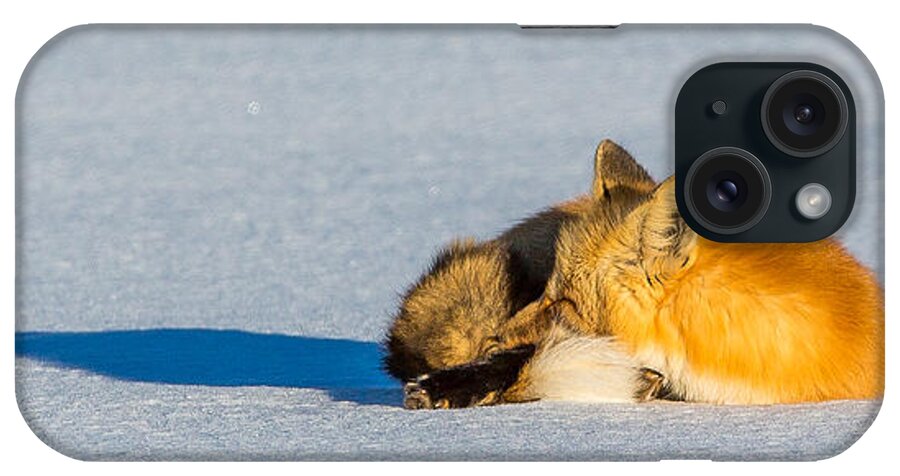 Fox iPhone Case featuring the photograph Deep Freeze by Kevin Dietrich
