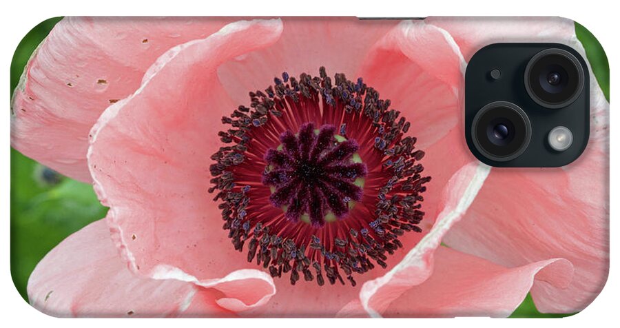 Flower iPhone Case featuring the photograph Deep Pink by Jim Gillen