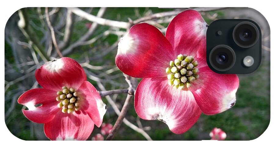 Blossoms iPhone Case featuring the photograph Deep Pink by Kathy Barney