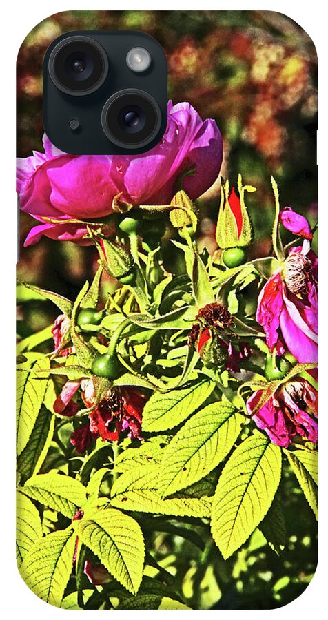 Deep Purplish Pink Rose Blossoms Buds Fading Petals Bright Green And Autumn Leaves Background iPhone Case featuring the photograph Deep Purplish Pink Rose Blossoms Buds Fading Petals Bright Green and Autumn Leaves Background 2 915 by David Frederick