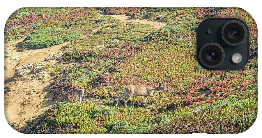 Animals iPhone Case featuring the photograph Deer by Jim Thompson