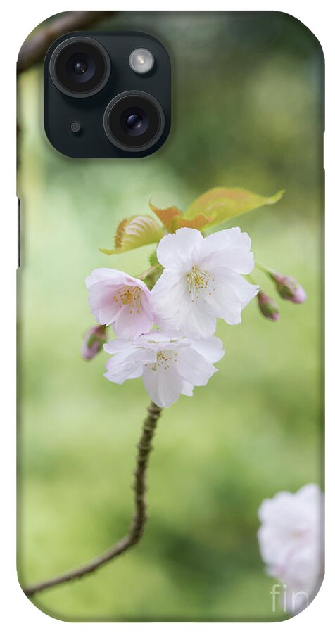 Prunus Matsumae Wakamushiga Zakura iPhone Case featuring the photograph Delicate Blossom by Tim Gainey