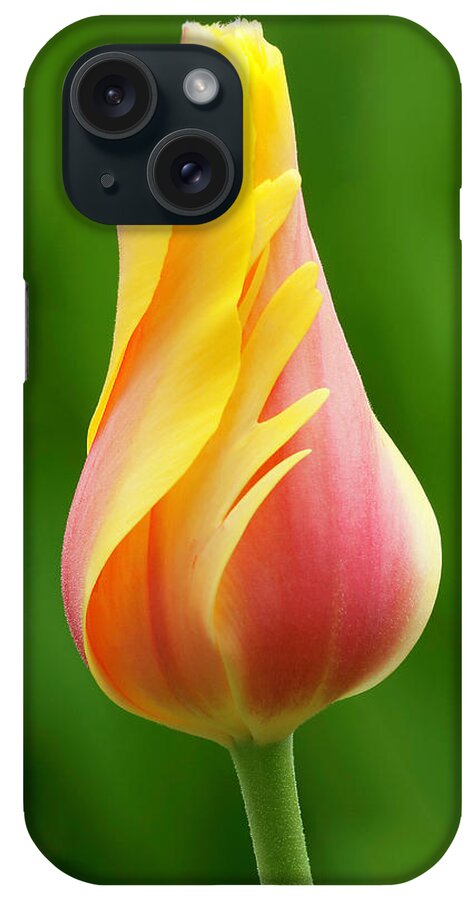 Delicate Tulip iPhone Case featuring the photograph Delicate Folds of a Tulip by Ram Vasudev