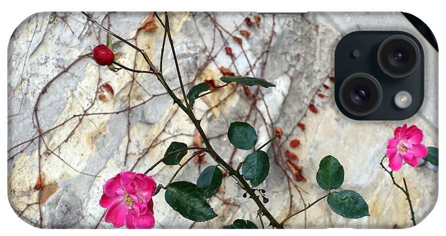 Rose iPhone 15 Case featuring the photograph Delicate rose in December by Eva-Maria Di Bella