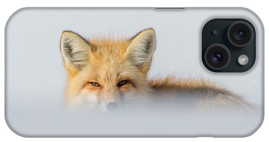 Elk iPhone Case featuring the photograph Den Watch by Kevin Dietrich