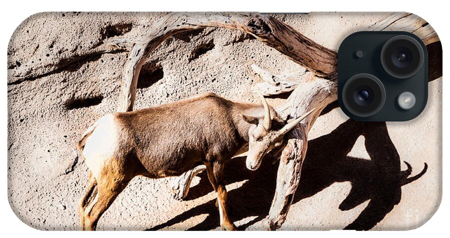 Arizona iPhone Case featuring the photograph Desert Bighorn Ram by Lawrence Burry