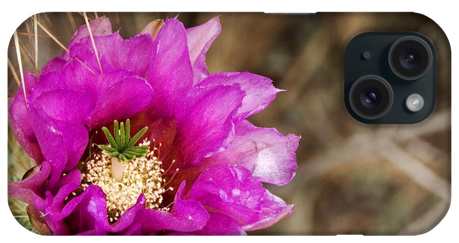 Desert Cactus In Bloom iPhone Case featuring the photograph Desert Bloom by Anthony Citro
