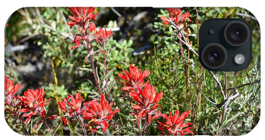 Desert Indian Paintbrush iPhone Case featuring the photograph Desert Indian Paintbrush - Joshua Tree National Park by Glenn McCarthy Art and Photography