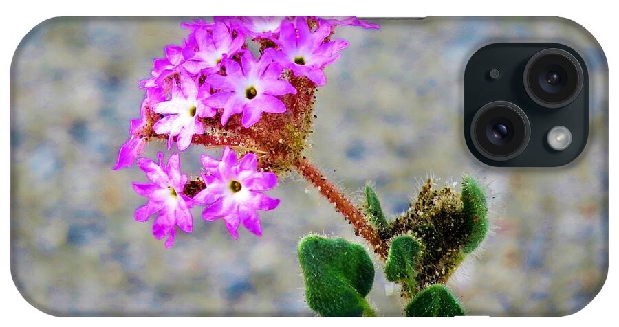 Abronia Villosa iPhone Case featuring the photograph Desert Sand Verbena by Michele Penner