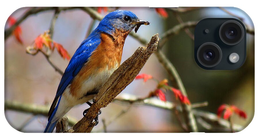 Bluebird iPhone Case featuring the photograph Devotion by Dianne Cowen Cape Cod Photography