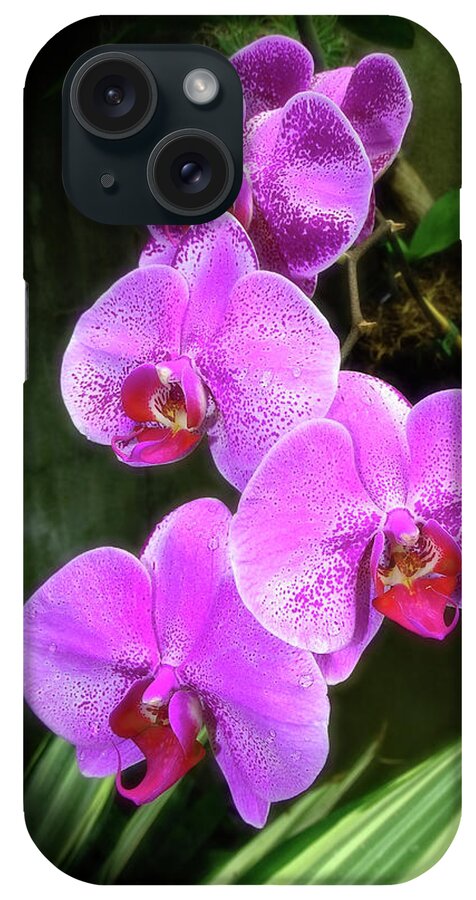 Orchid iPhone Case featuring the photograph Dew-Kissed Moth Orchids by Sue Melvin