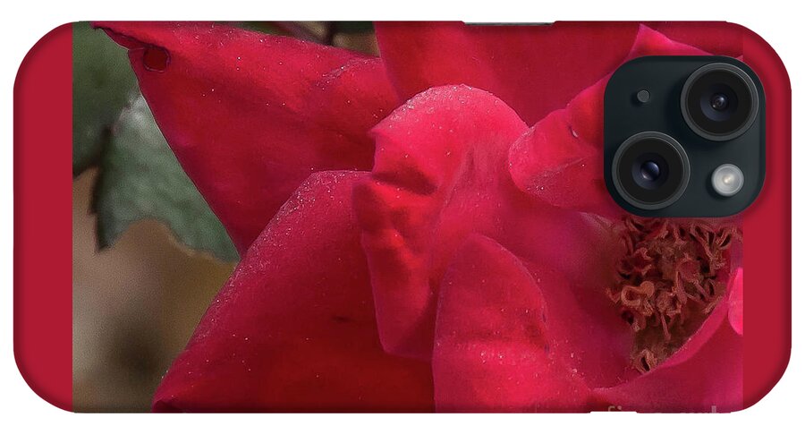 Flower iPhone Case featuring the photograph Dew on a rose by Barry Bohn