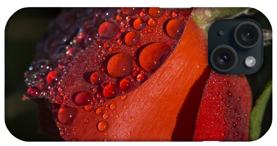 Red iPhone Case featuring the photograph Dew on Red Rose by Robert Potts