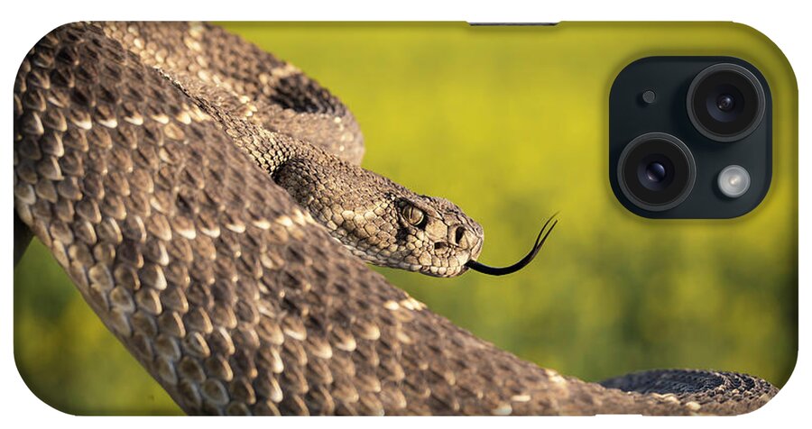Kansas iPhone Case featuring the photograph Diamondback and Canola Field by Chris Harris