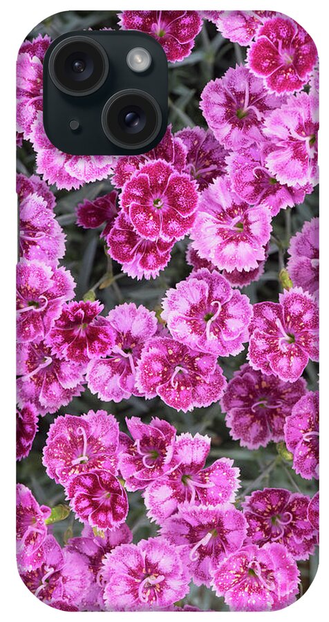 Dianthus Gold Dust iPhone Case featuring the photograph Dianthus Gold Dust by Tim Gainey