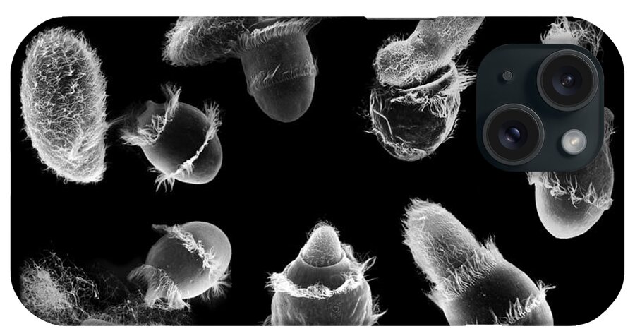 Organism iPhone Case featuring the photograph Didinium Attacking Paramecium composite SEM by Greg Antipa