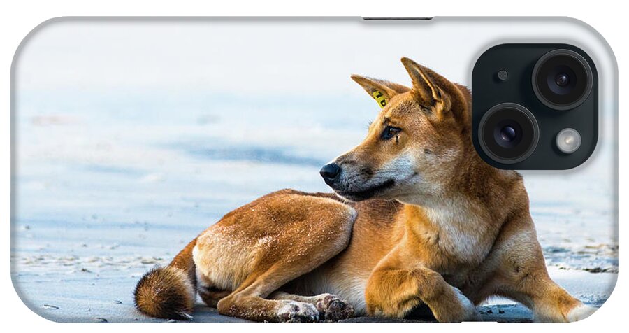 Dingo iPhone Case featuring the photograph Dingo on Fraser Island beach by Andrew Michael
