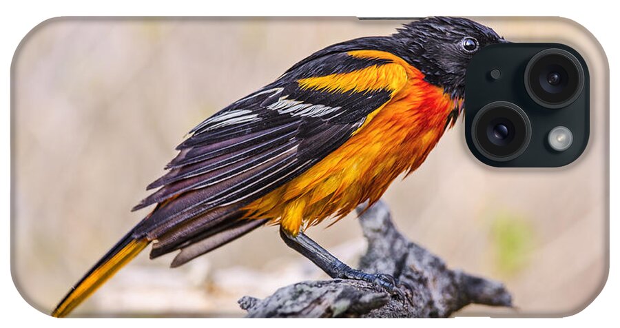 Bird iPhone Case featuring the photograph Disgruntled Oriole by Peg Runyan
