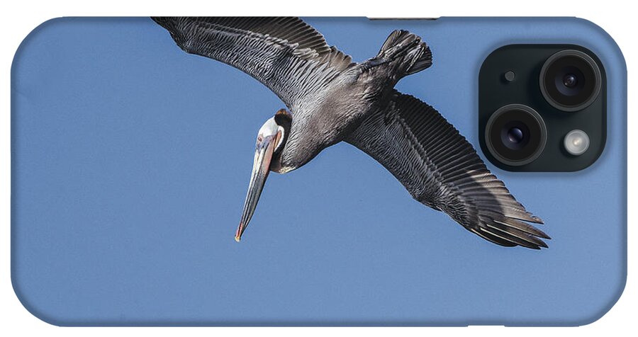 Bird iPhone Case featuring the photograph Dive Bomber by William Bitman