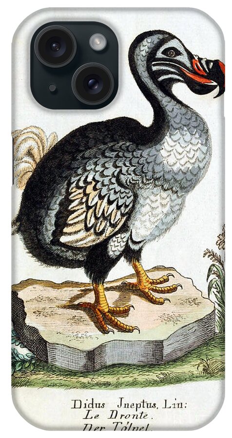 Dodo iPhone Case featuring the photograph Dodo Bird Raphus Cucullatus, Extinct by Biodiversity Heritage Library