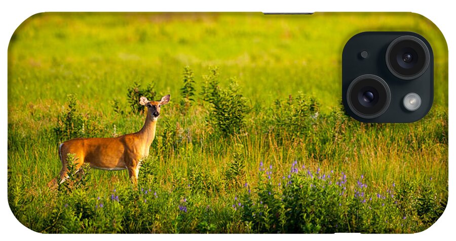 Doe iPhone Case featuring the photograph Whitetail Doe in Prairie Clover by Jeff Phillippi