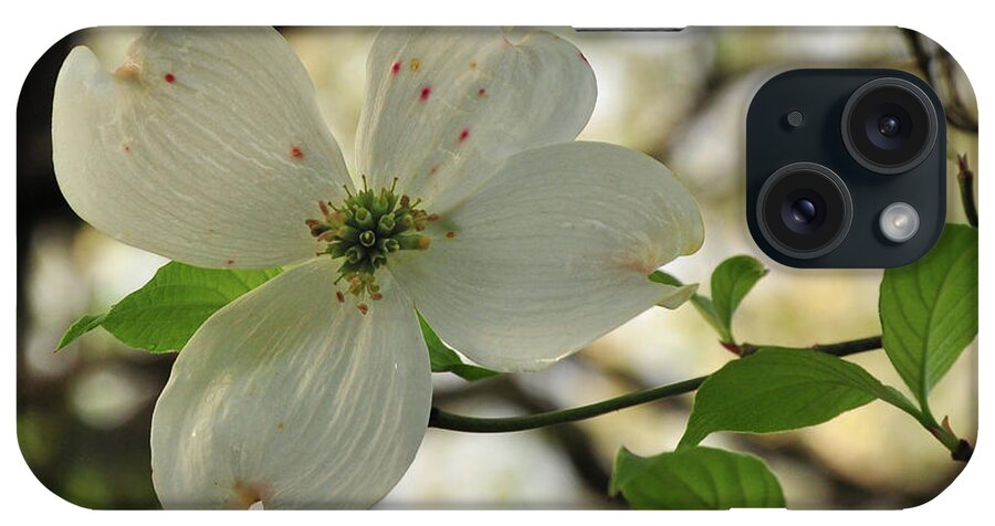 White iPhone Case featuring the photograph Dogwood Bloom by Susan Cliett